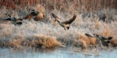 Canada geese fly over the wetlands. 