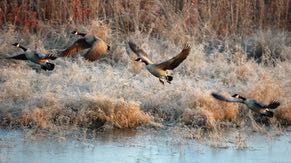 Canada geese fly over the wetlands.