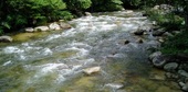Kulim Sedim National Park River