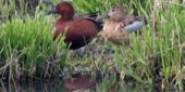 Different types of ducks can be seen in the wetlands.