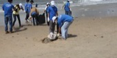 Beach Cleaning